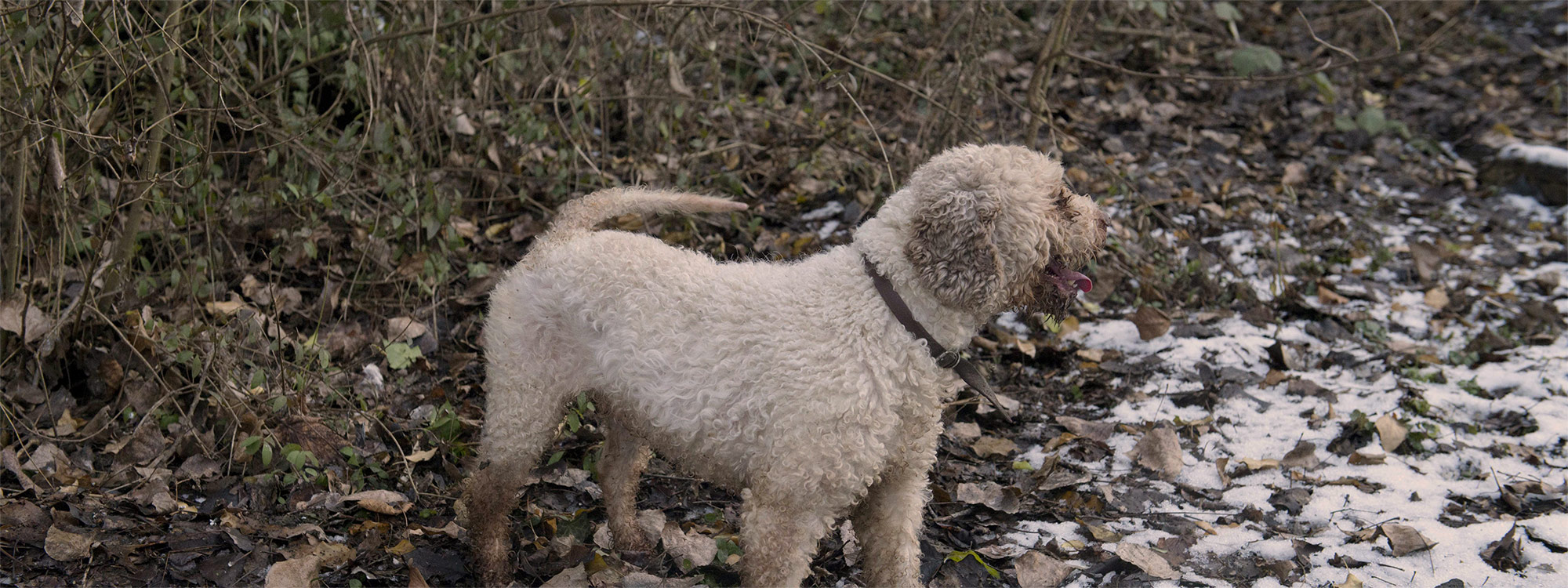 Wines Truffle hunter Leda